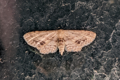 Idaea dimidiata