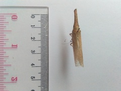Fulgoridae