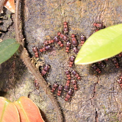 Psocidae