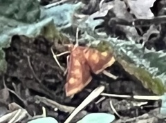Pyrausta acrionalis
