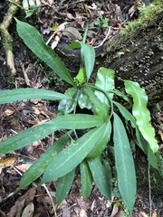 Arisaema heterophyllum