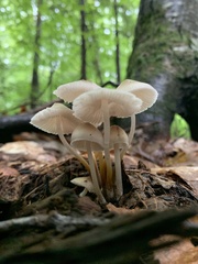 Mycena