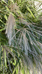 Miscanthus sinensis