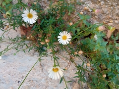 Erigeron karvinskianus