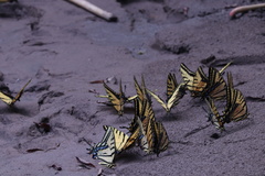 Papilio multicaudata multicaudata