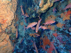 Anthias anthias