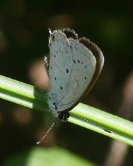 Eicochrysops hippocrates