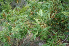 Fraxinus angustifolia
