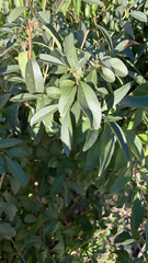 Ligustrum vulgare