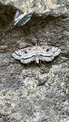 Parapoynx obscuralis