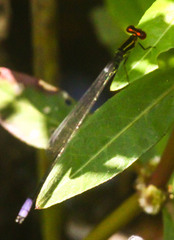 Pseudagrion hageni