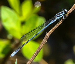 Pseudagrion kersteni