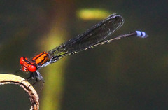 Pseudagrion massaicum