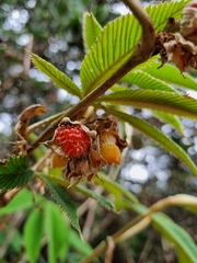Rubus lineatus