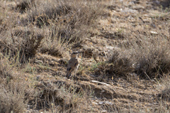 Oenanthe isabellina