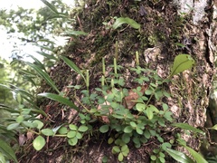 Peperomia tetraphylla