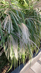 Miscanthus sinensis
