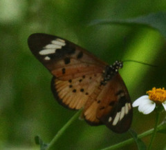 Acraea encedon encedon