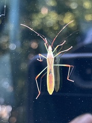 Stenocoris