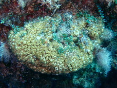 Cladocora caespitosa