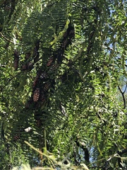 Pachylis neocalifornicus