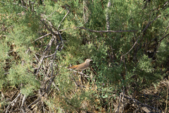 Cercotrichas galactotes