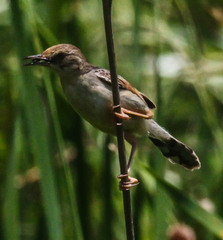 Cisticola galactotes
