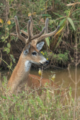 Blastocerus dichotomus