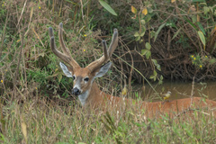 Blastocerus dichotomus