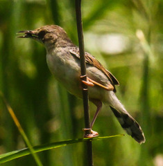 Cisticola galactotes