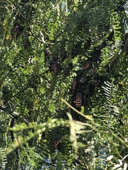 Pachylis neocalifornicus