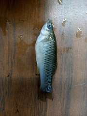 Poecilia mexicana