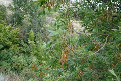 Fraxinus angustifolia