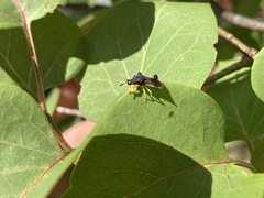 Phymata pennsylvanica