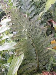 Microlepia strigosa