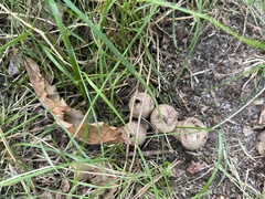Lycoperdon echinatum