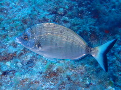 Diplodus puntazzo