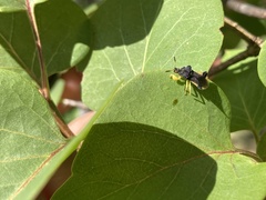 Phymata pennsylvanica