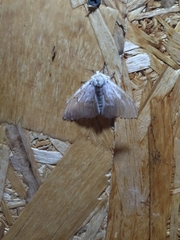 Lymantria dispar