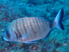 Diplodus sargus