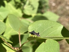 Phymata pennsylvanica