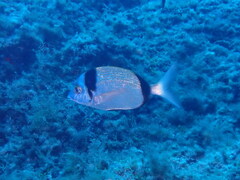 Diplodus vulgaris