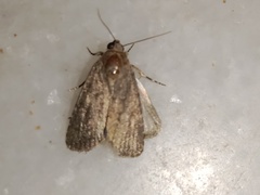 Spodoptera cilium