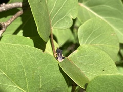 Phymata pennsylvanica