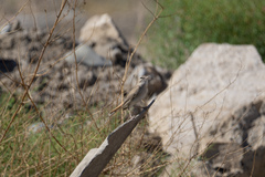 Cercotrichas galactotes