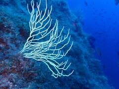 Eunicella singularis