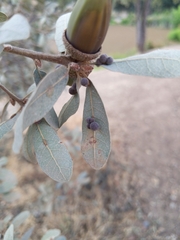 Cynips multipunctata