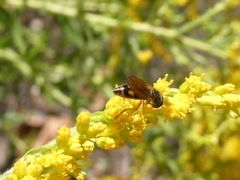 Melanostoma mellinum