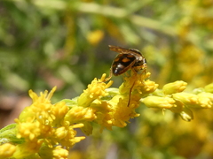 Melanostoma mellinum