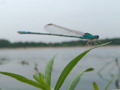 Pseudagrion decorum